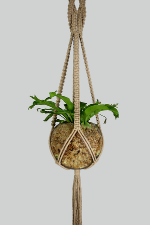 Medusa - Handmade in Australia, Sand macrame plant hanger